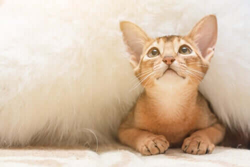 Angststörungen - verängstigte Katze