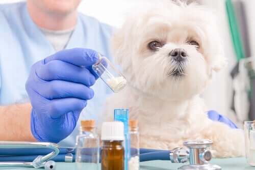 Dosierung von Medikamenten - kleiner Hund