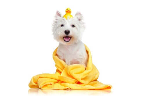 Feuchttücher - Hund mit Handtuch und Ente auf dem Kopf