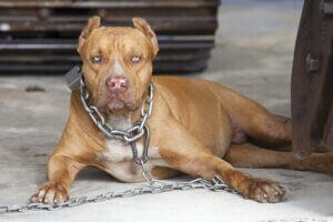 Hundeattacke - Hund an Kette