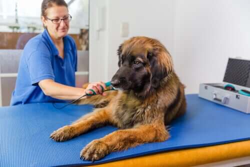 Lasertherapie - Hund
