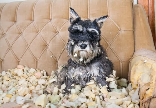 Zwangsstörung - Hund auf zerstörter Couch