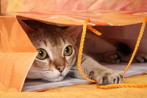 Eine Katze zieht ein: So wird das Zuhause katzensicher