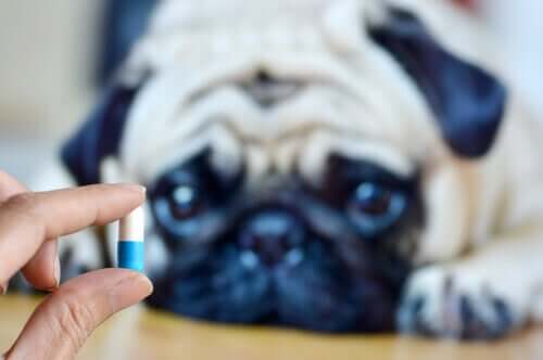 Dosierung von Medikamenten - Pille mit Hund im Hintergrund