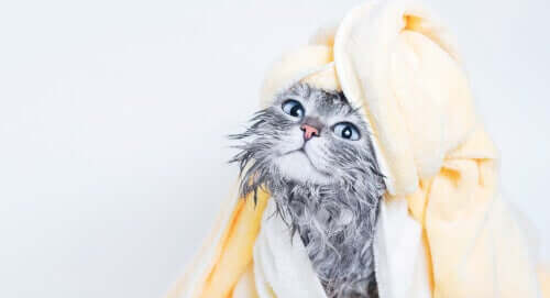 Feuchttücher - Katze nach Bad