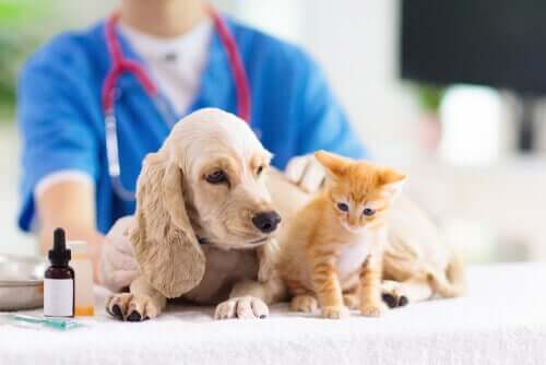 Lasertherapie - Cocker Spaniel und Katze beim Tierarzt