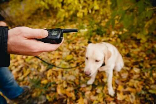 positive Hundeerziehung - Mann mit Hund im Wald