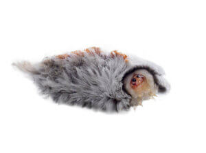 Die Raupe der Südlichen Flanellmotte: wunderschön und giftig