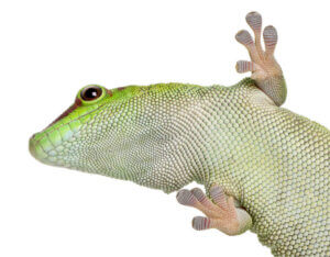 Taggeckos sind empfindliche Tiere