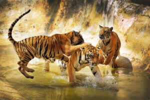 Der Südchinesischen Tiger: Gemälde