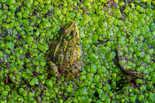 Feuchtgebiete gehen weltweit verloren: Gründe und Folgen