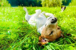 Die Sonne stärkt das Immunsystem der Haustiere