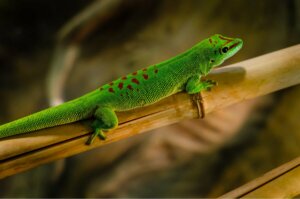 Taggeckos auf einer Bambusstange