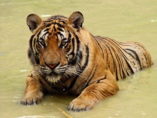 Der Südchinesische Tiger: Vom Aussterben bedroht