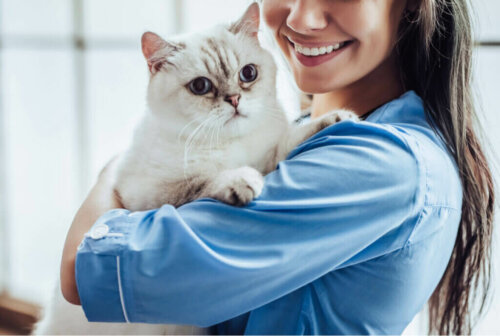 Akromegalie bei Katzen: Symptome und Behandlung