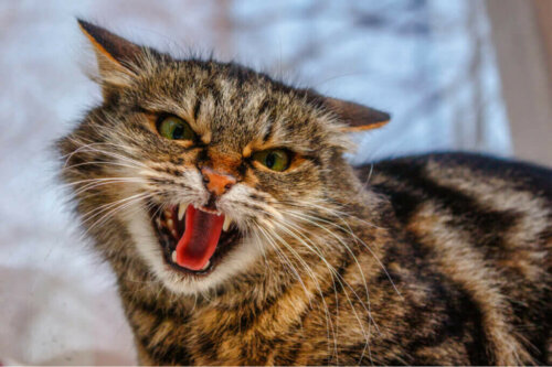 Die 4 häufigsten Verhaltensstörungen bei Katzen