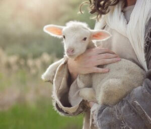 Neugeborene Kleinwiederkäuer und Durchfallerkrankungen