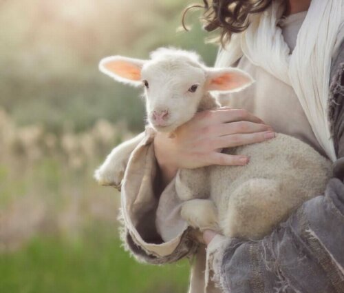 Neugeborene Kleinwiederkäuer und Durchfallerkrankungen