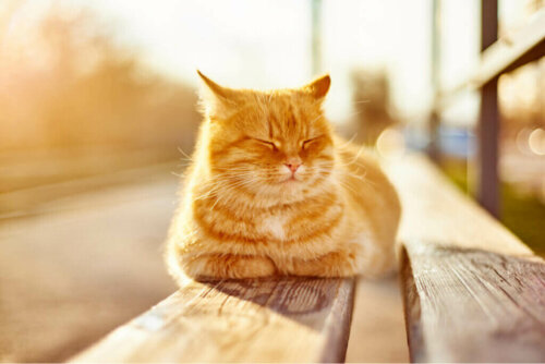 Was sind die Vorteile der Sonne für Haustiere?