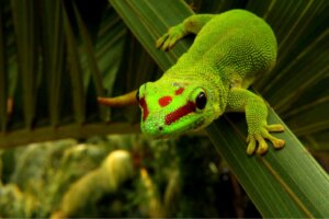 Taggeckos: Pflege und Eigenschaften
