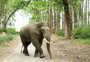 Asiatische Elefanten: Arten und Merkmale