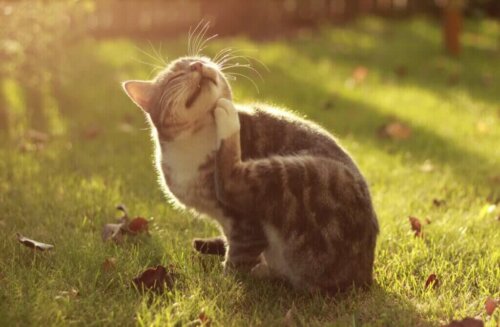 Katze auf dem Feld braucht Entwurmung