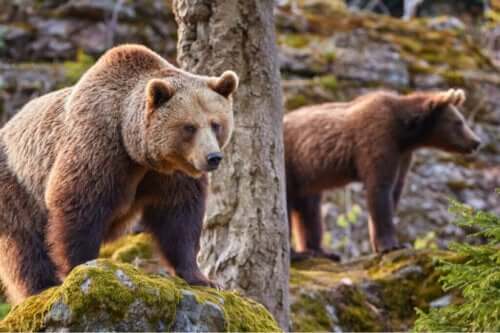 Die Auswirkungen des Klimawandels auf den Kantabrischen Braunbären