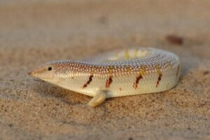 Der Apothekerskink (Scincus scincus): Pflege und Aufzucht in Gefangenschaft