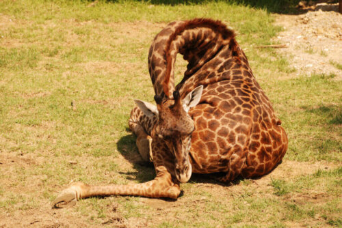 Giraffen und ihre Gewohnheiten: Warum schlafen sie nur wenig?