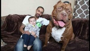Hulk, der größte Pit Bull der Welt