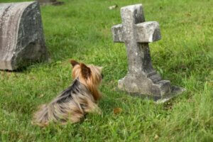 10 Anzeichen dafür, dass ein Hund stirbt