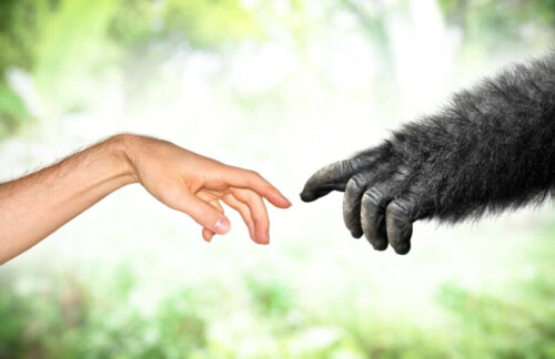 Lamarckismus - Evolutionstheorien in der Neuzeit