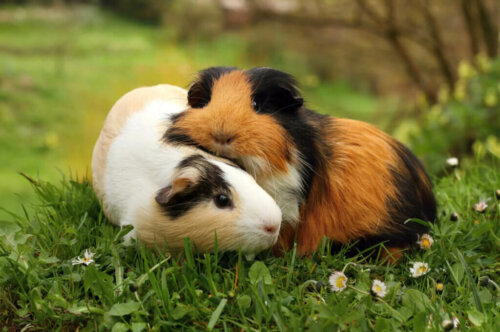 Meerschweinchen: Warum quietschen sie eigentlich?