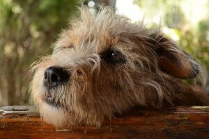 Haben Hunde wegen ihrer Streiche ein schlechtes Gewissen?