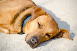 Warum lieben Hunde das Sonnenbaden?