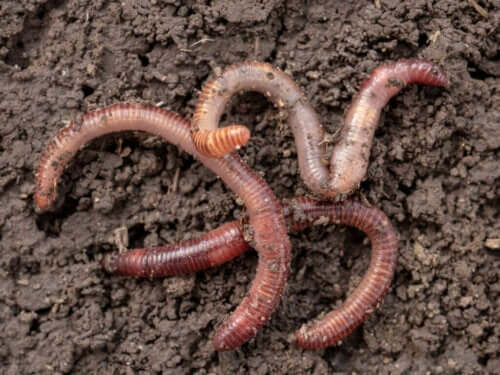 Fortpflanzung von Würmern – ein faszinierender Prozess