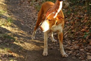 Warum ein Ehepaar im Tierheim keinen ausgesetzten Hund adoptieren durfte