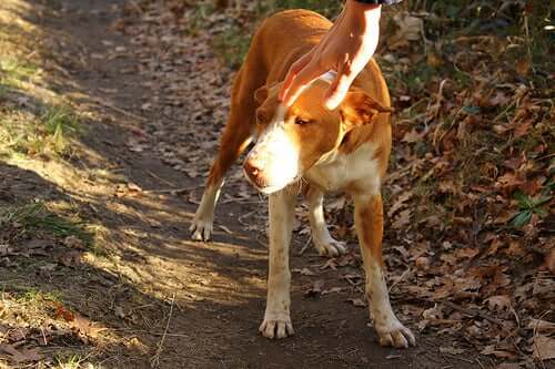 Warum ein Ehepaar im Tierheim keinen ausgesetzten Hund adoptieren durfte