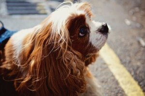 Wenn du mit deinem Hund sprichst, macht dich das klüger!