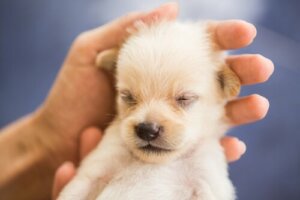 Wie man einen ruhigen Hund erzieht: Ja, das ist möglich!