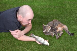 Die soziale Interaktion einer Katze: 4 interessante Fakten