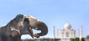 Asiatische Elefanten - vor dem Taj Mahal