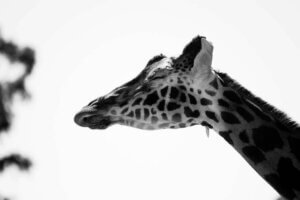 Giraffen - beim Schlafen