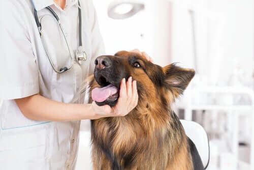 Hund sagen - beim Tierarzt