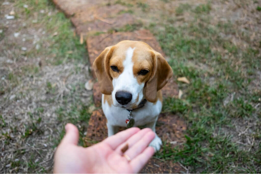 10 Anzeichen dafür, dass ein Hund stirbt Deine Tiere