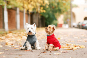 Kleidung für Hunde - Sweatshirts