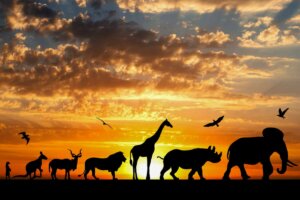 Lamarckismus - Vererbung - Tiere in Afrika