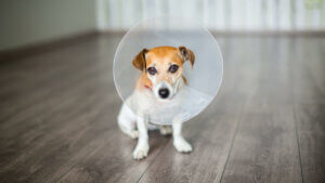 Postoperative Pflege - Hund mit Halskrause