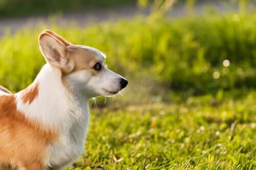 Sonnenbaden - kleiner Hund
