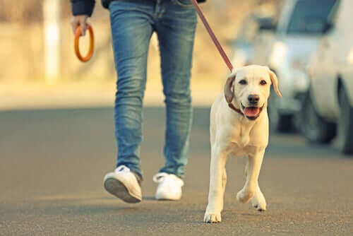 Trennungsangst - Hund beim Spaziergang